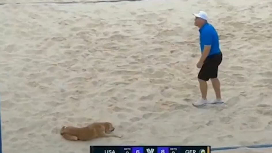 Cachorro deitou na quadra