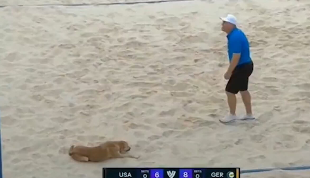 Cachorro deitou na quadra