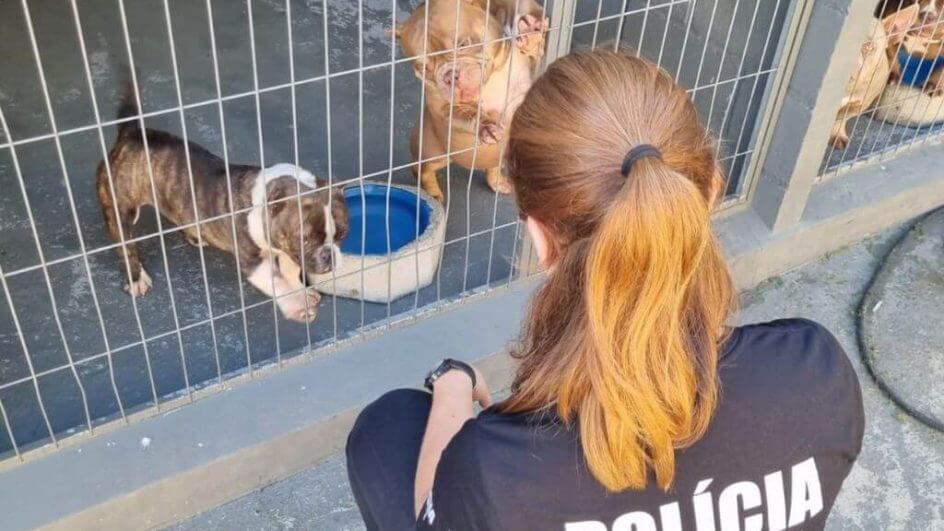 Canil em SC é alvo de investigação