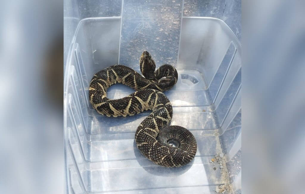 Cobra foi encontrada dentro de casa (Foto: Guarda Municipal/Divulgação)