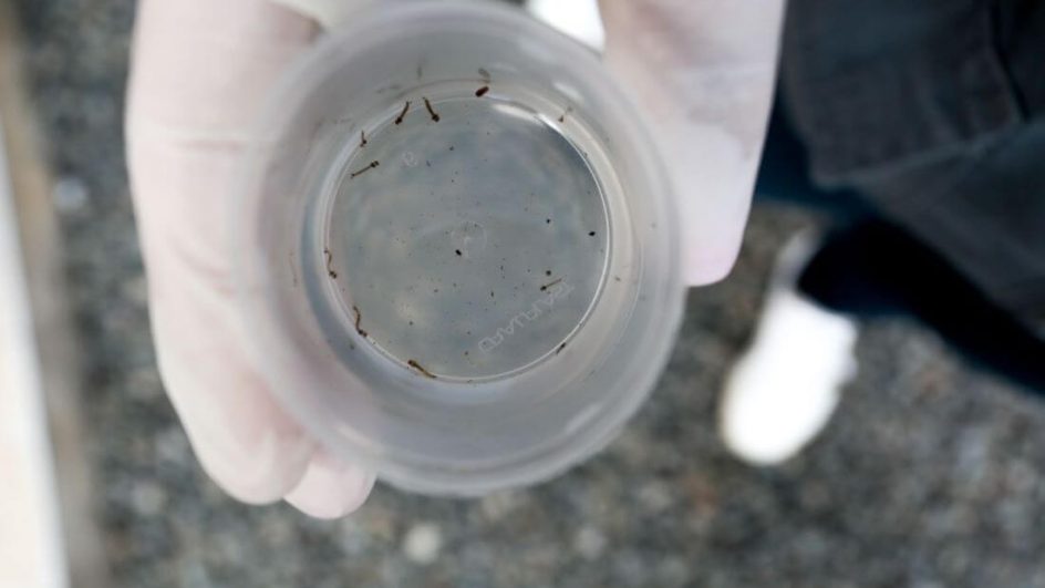 Joinville registrou 5,7 mil casos de dengue em 2023