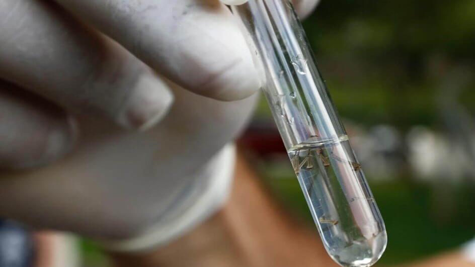 Mutirão contra a dengue em Joinville