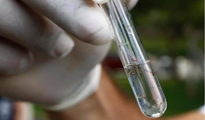 Estado vive boom da doença (Foto: Patrick Rodrigues, Arquivo NSC Total)