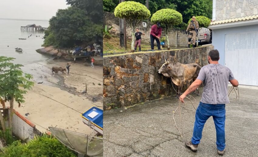 Animal foi resgatado depois de ser vítima de maus-tratos