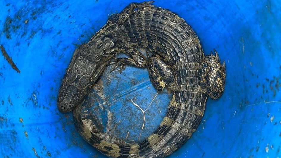 Filhote de jacaré foi capturado em Jaguaruna
