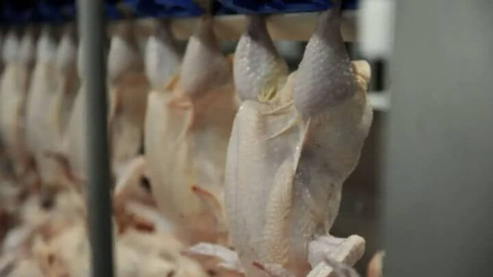Exportações de frango