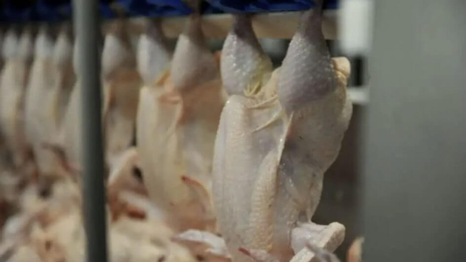 Exportações de frango