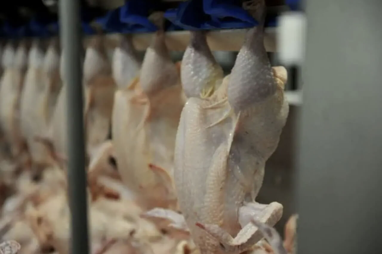 Exportações de frango
