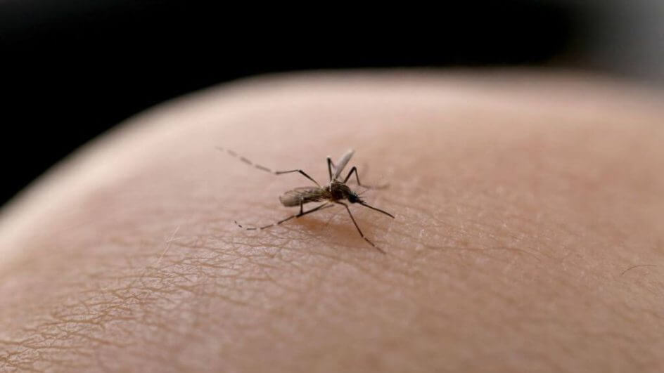 Mosquito da dengue