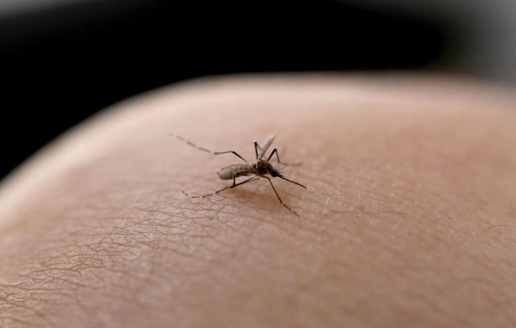 Mosquito da dengue