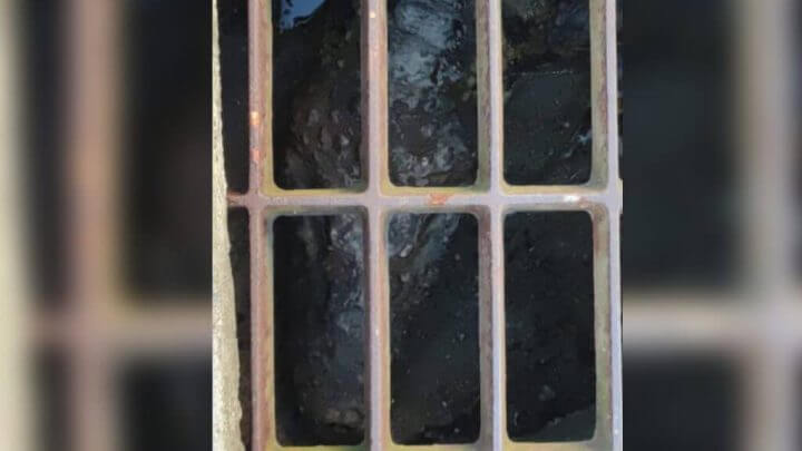 Animal foi visto dentro do bueiro no bairro Trindade (Foto: Polícia Militar Ambiental/Divulgação)