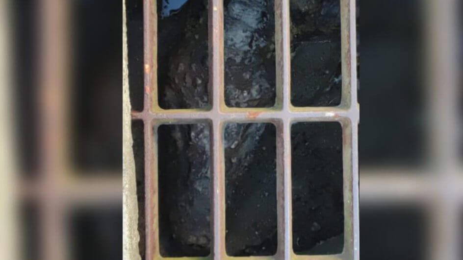 Animal foi visto dentro do bueiro no bairro Trindade (Foto: Polícia Militar Ambiental/Divulgação)