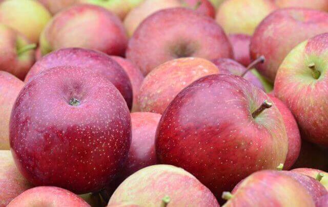 Safra catarinense de maçã pode chegar a 500 toneladas