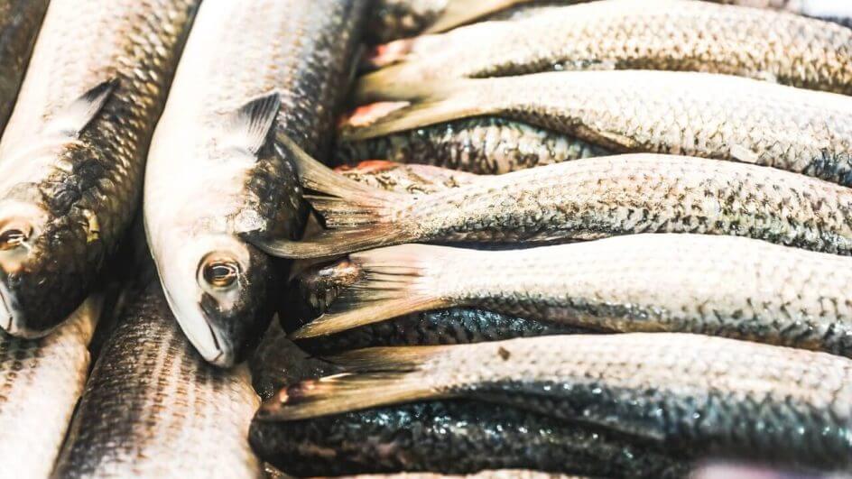 Pesquisa comparou o preço dos peixes no Mercado Público de Florianópolis