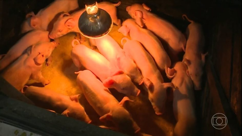 41 porcos nasceram no fim de março no Oeste de SC (Foto: NSC TV, reprodução)