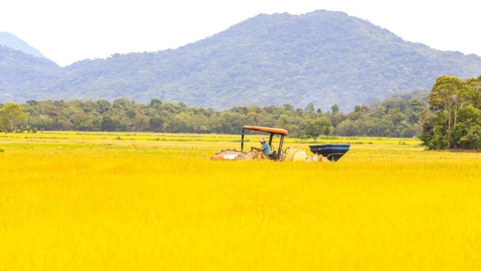 Plantio de arroz está entre as principais atividades econômicas da região rural de Joinville
