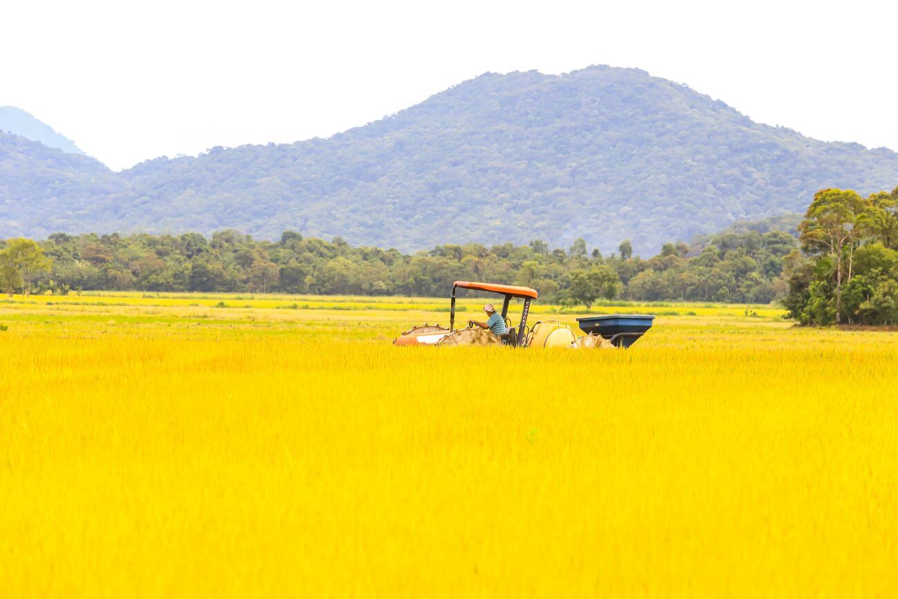 Plantio de arroz está entre as principais atividades econômicas da região rural de Joinville