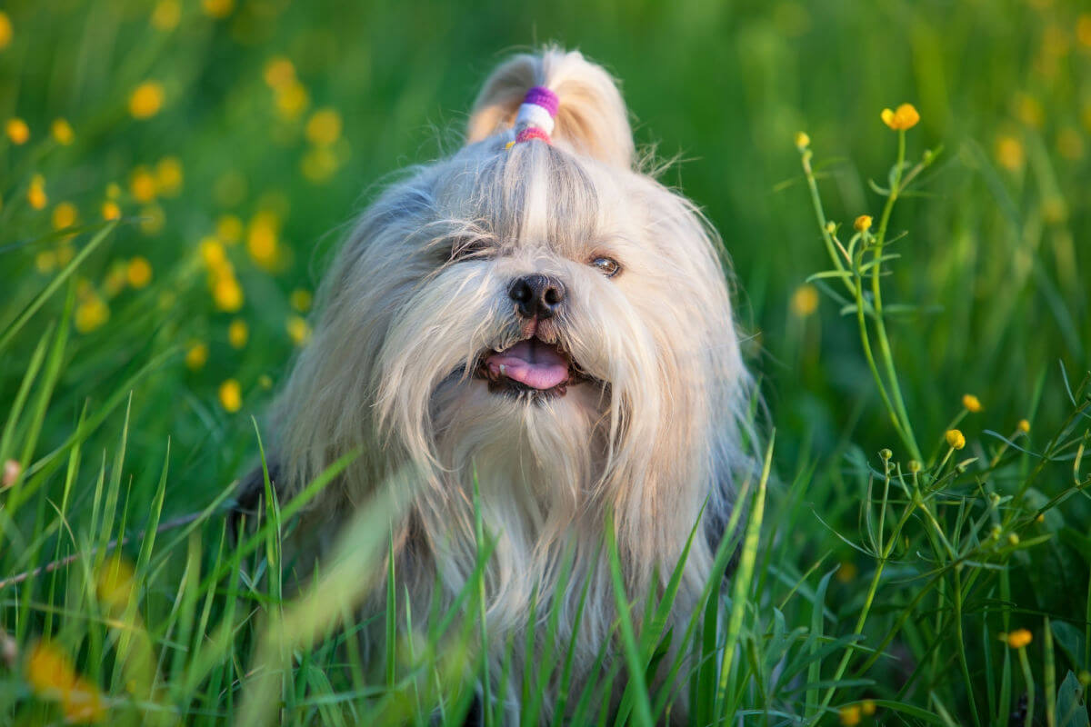 Cachorro Shih-Tzu de pelagem branca em gramado
