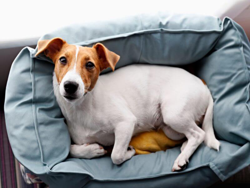 Cachorro deitado em sua caminha