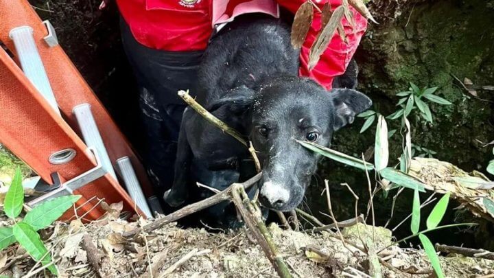 Cão resgatado