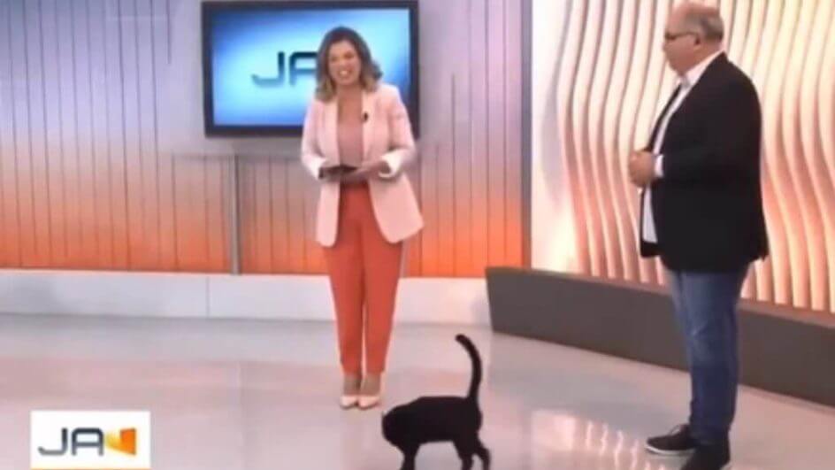 Gatinho encantou internautas após invadir jornal (Foto: Reprodução)