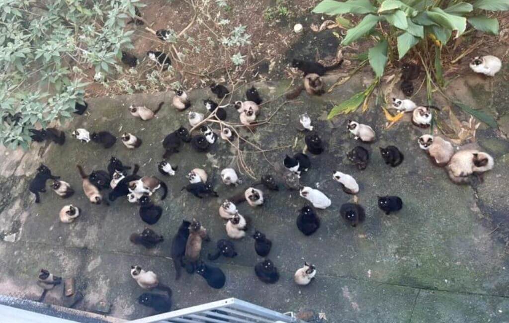 Gatos abandonados em São José
