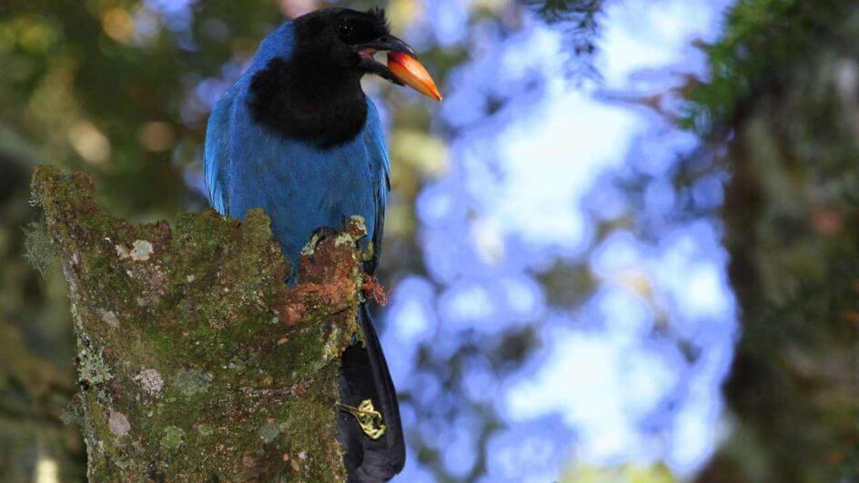 ave-gralha-azul