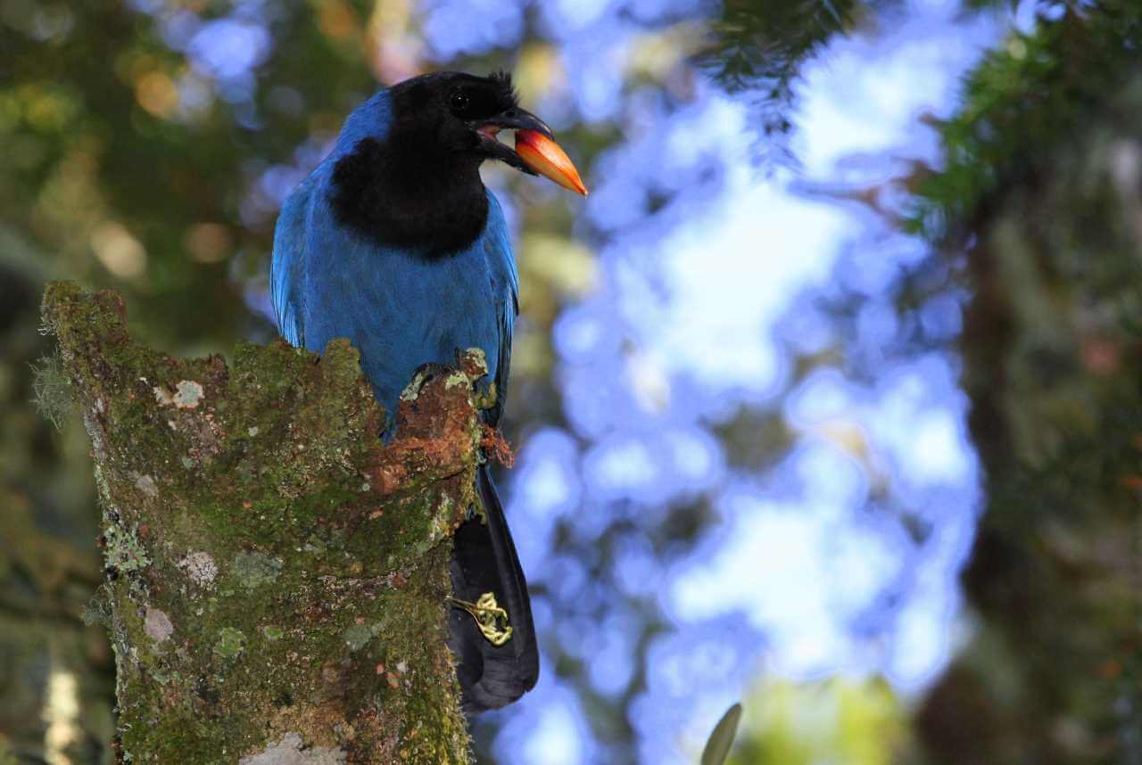 ave-gralha-azul