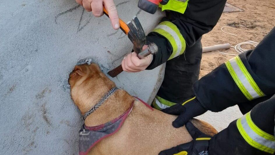Corpo de Bombeiros resgatam animal no Sul de SC