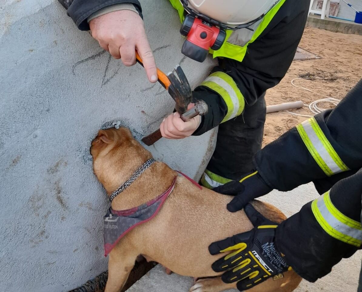 Corpo de Bombeiros resgatam animal no Sul de SC