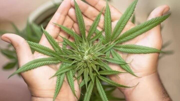 Cannabis in natura