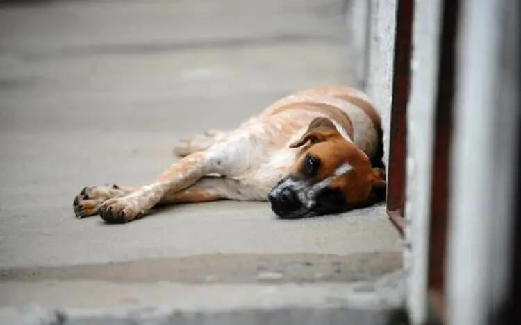 Projeto sobre condução de cães foi apresentado pela prefeitura, mas recebeu emendas