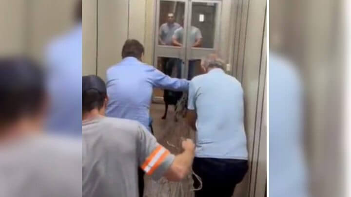 Cachorro foi capturado no prédio da prefeitura (Foto: Arquivo pessoal)