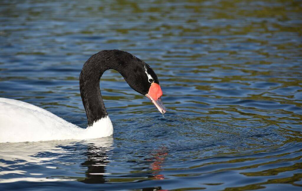 cisne.freepik