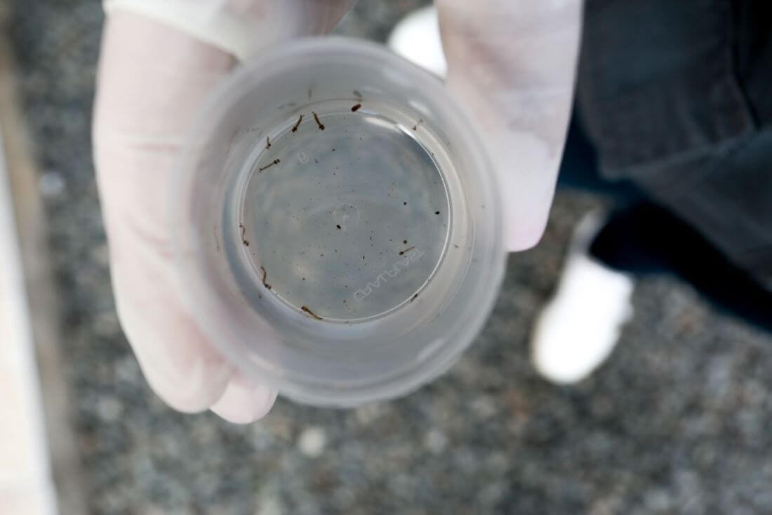 Joinville registrou quase 6 mil casos de dengue neste ano