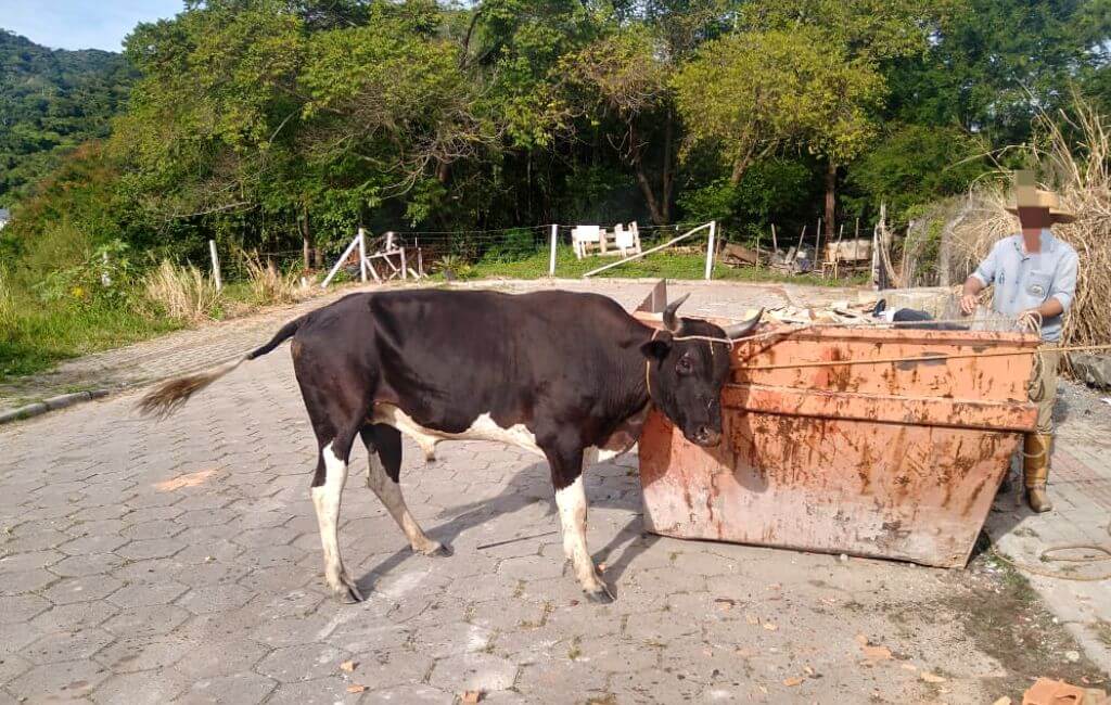 farra do boi