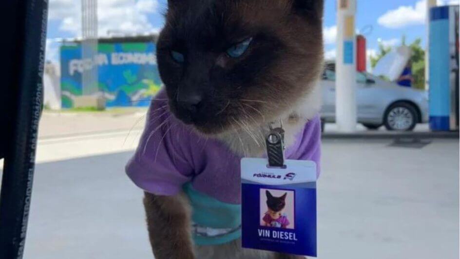 Imagem gato vin diesel