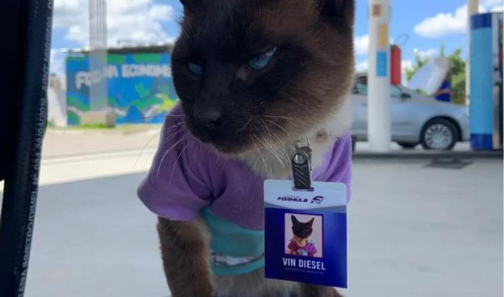 Imagem gato vin diesel