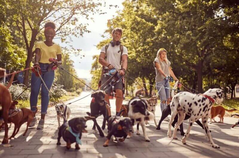 Três pet sitters com cães no parque