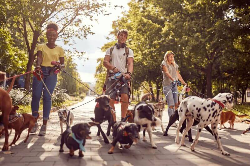 Três pet sitters com cães no parque