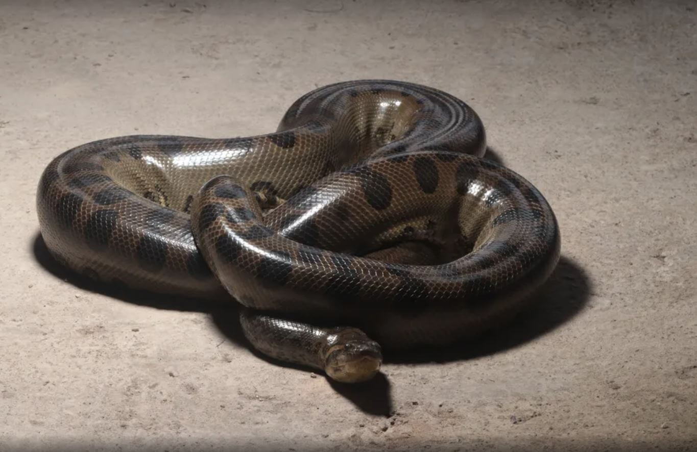 sucuri-verde "anaconda"