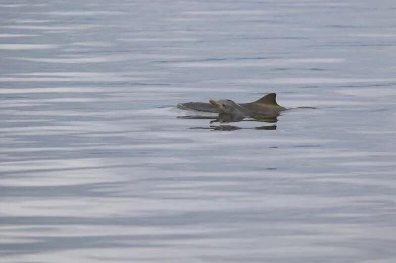 Testes de tecnologia para proteção de toninhas foram realizados em São Francisco do Sul