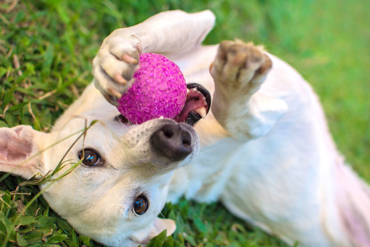 Cachorro brincando com bolinha deitado na grama