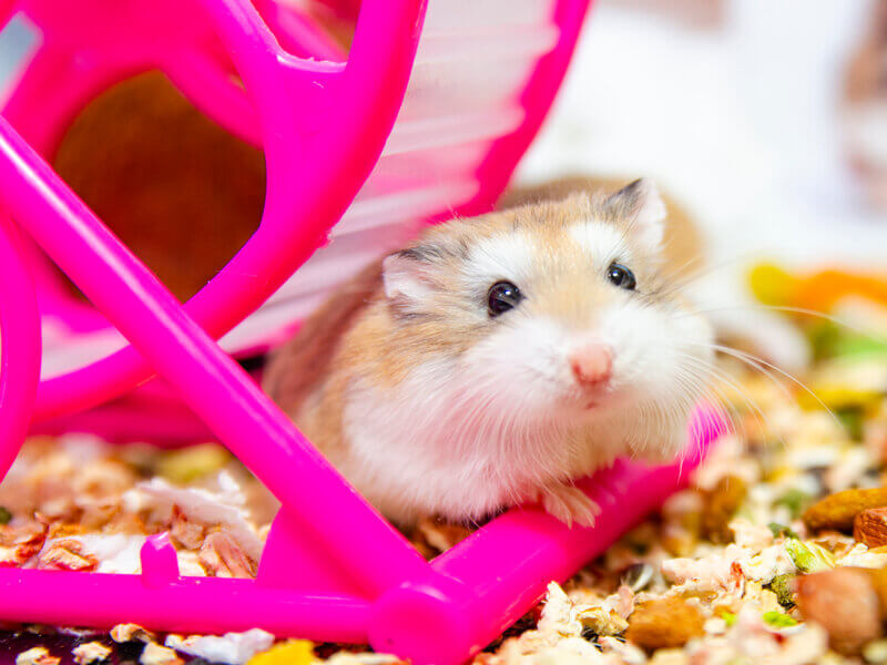 Hamster em roda de exercício na gaiola