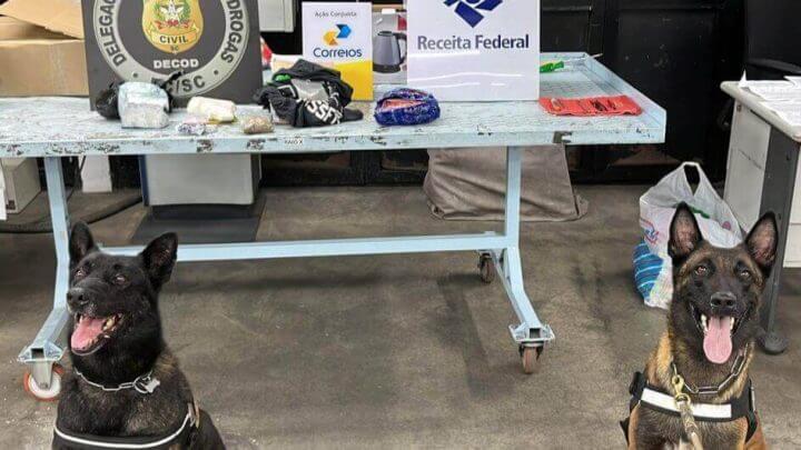 Cachorros ajudaram a farejar a droga escondida dentro de caixa