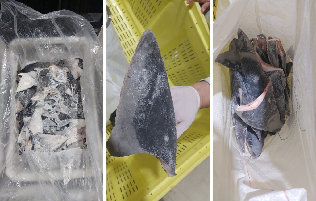 Barbatanas foram apreendidas e serão destruídas ao final das investigações