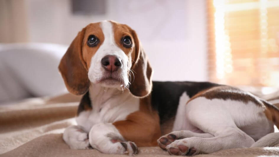 Filhote de cachorro Beagle na cama