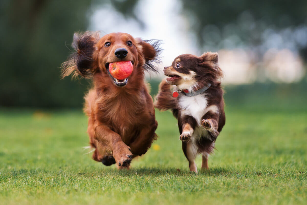 Dois cachorros correndo em um parque