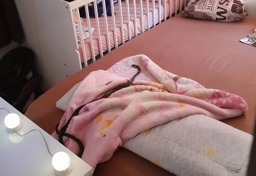 Caninana encontrada em Jaraguá do Sul