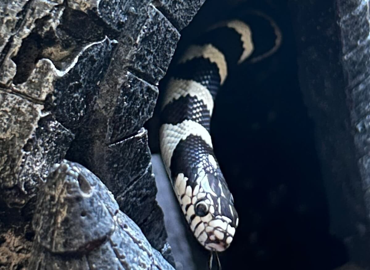 Cobra da espécie Califórnia Kingsnake